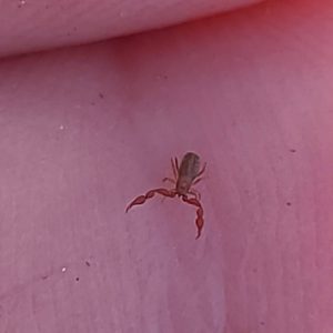 Pseudoscorpions: The Tiny, Harmless Arachnids Youve Probably Never Heard Of